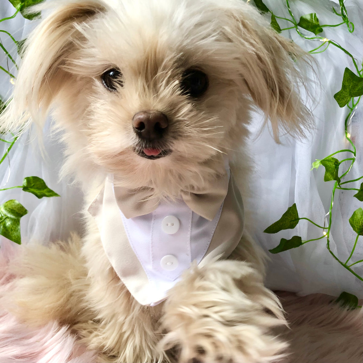Dog Tuxedo Bandana  - Wedding, Formal Event & Special Occasion