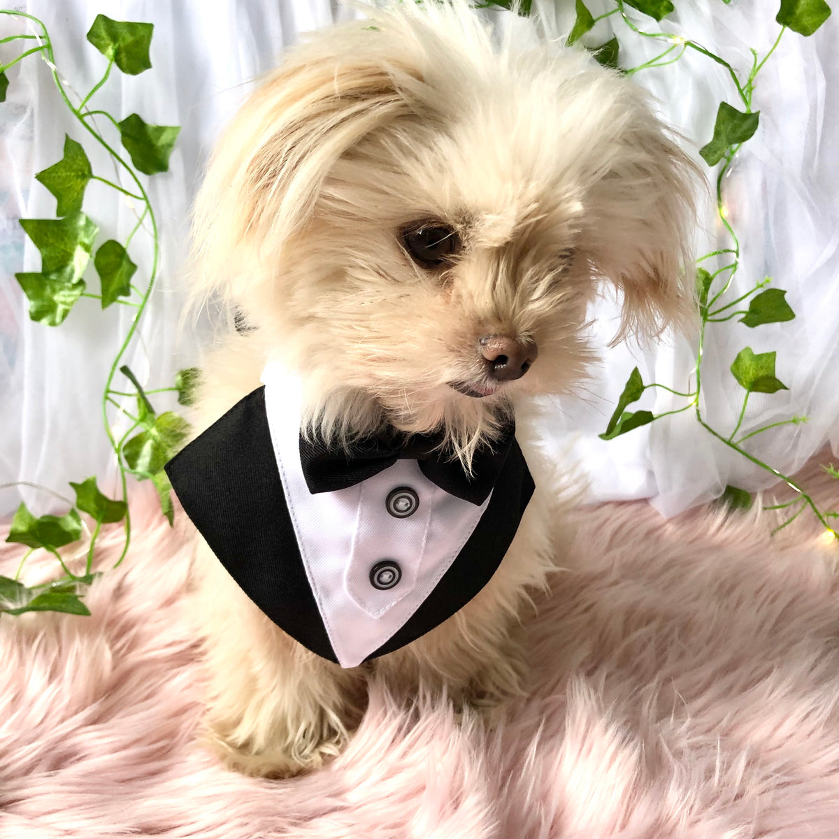 Dog Tuxedo Bandana  - Wedding, Formal Event & Special Occasion