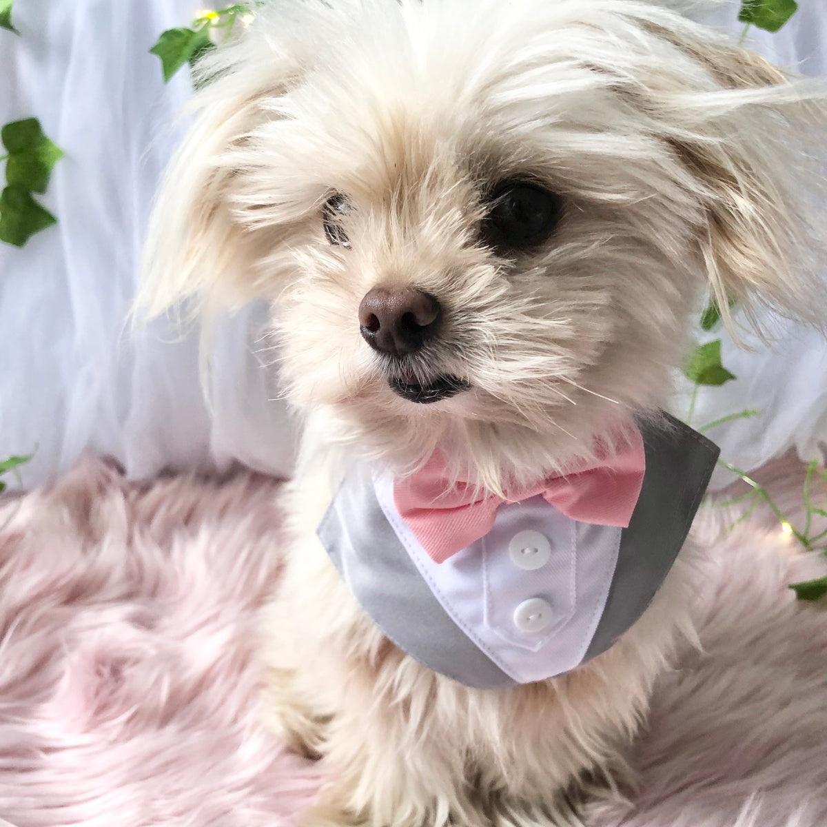 Dog Tuxedo Bandana  - Wedding, Formal Event & Special Occasion