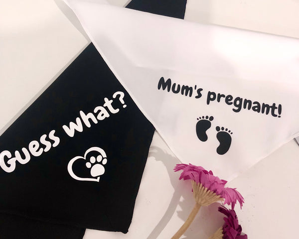 Pregnancy Announcement Dog Bandanas Duo - Guess What? Mum's Pregnant - Baby Reveal  2 Dogs - Two Bandanas: 1 White + 1 Black
