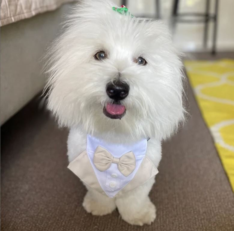 Dog Tuxedo Bandana  - Wedding, Formal Event & Special Occasion