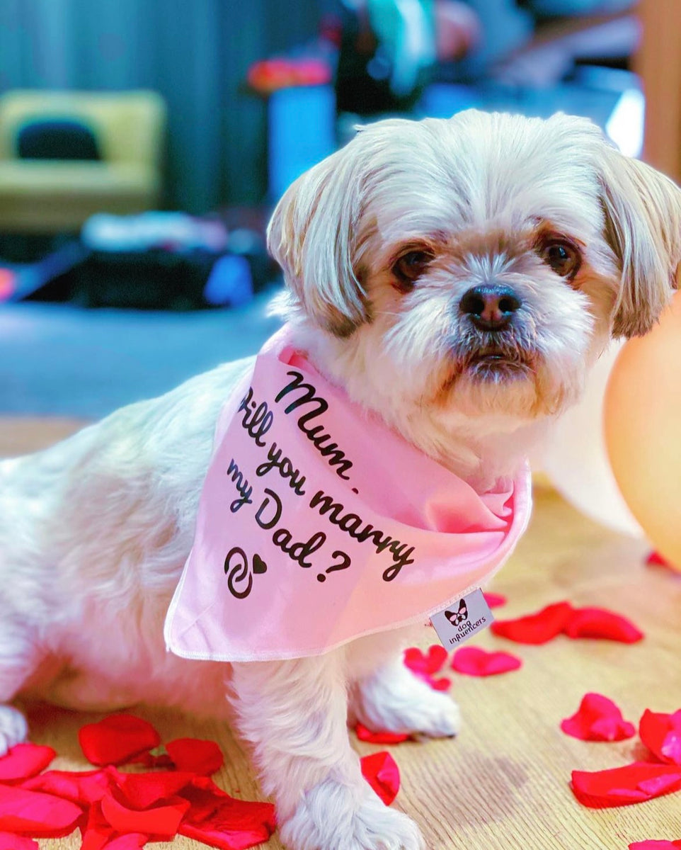 Proposal Dog Bandana - Mum Will You Marry My Dad