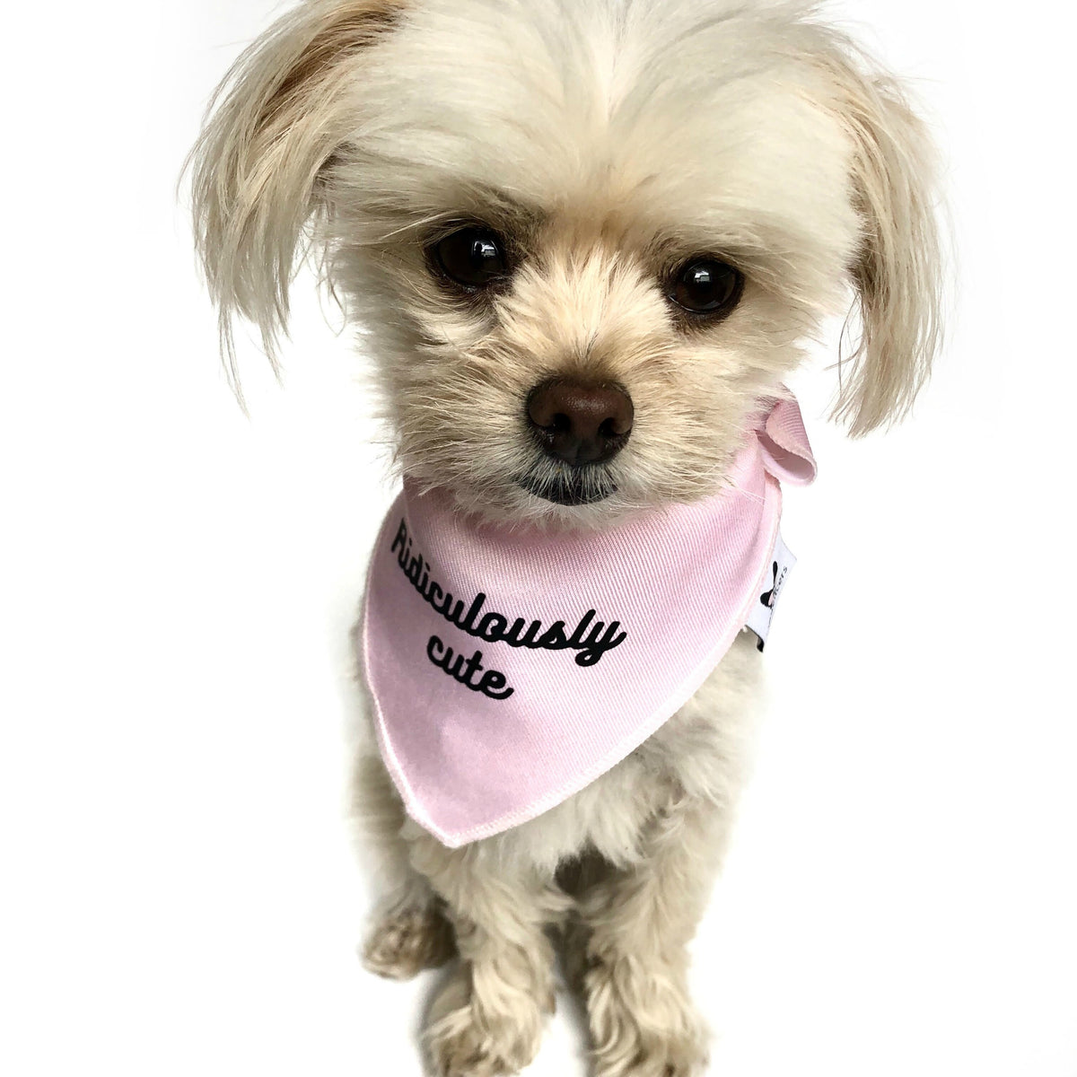 "Ridiculously cute" Pink Dog Bandana - Dog Influencers