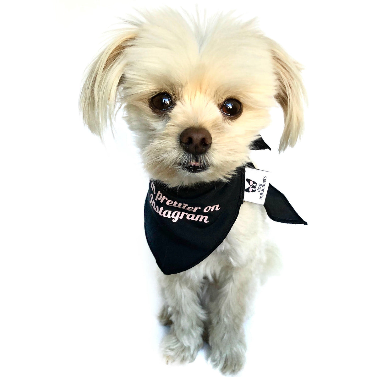 "I'm prettier on Instagram" Black Dog Bandana - Dog Influencers