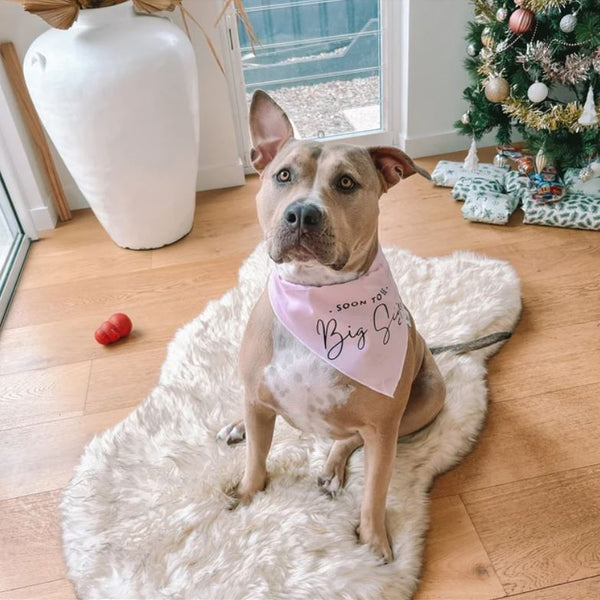 Dog Bandana - " Soon to be - Big Sister" - Pregnancy Announcement - Baby Reveal