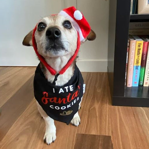 Christmas Dog Bandana - I Ate Santa's Cookies - Black Bandana - All Sizes