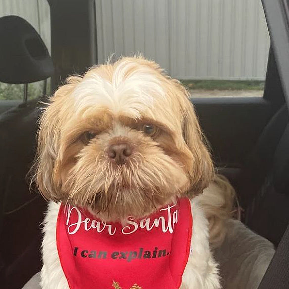 Christmas Dog Bandana - Dear Santa I can Explain - Red & White Bandana - All Sizes