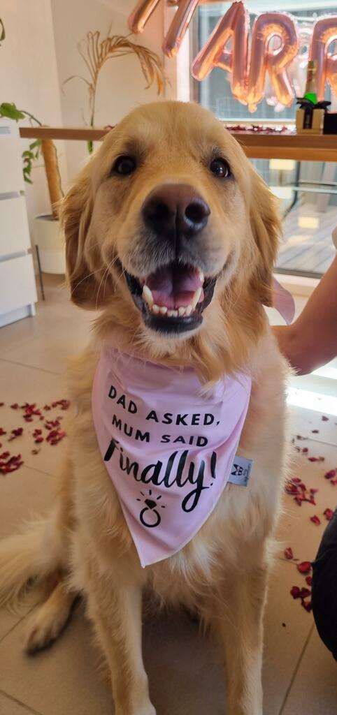 Dog Bandana - Engagement announcement - Dad Asked Mum Said Finally