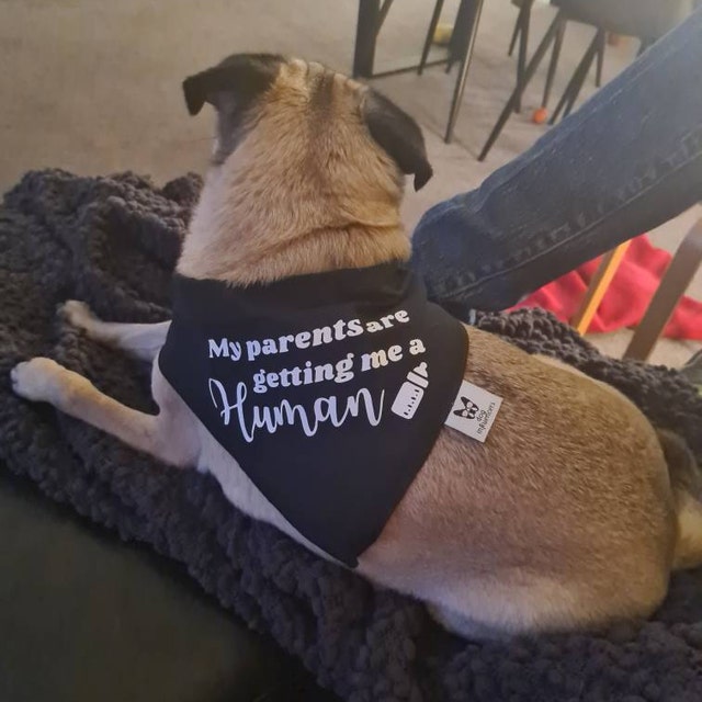 Pregnancy Announcement Dog Bandana - Customisable Due Date - My Parents are Getting me a Human