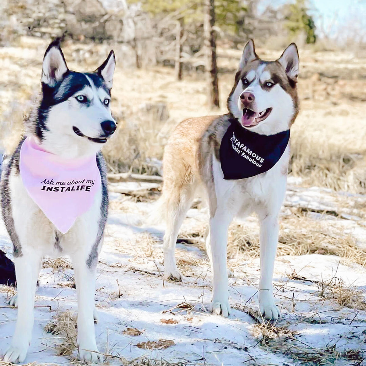 "Ask me about my Instalife" Pink Dog Bandana