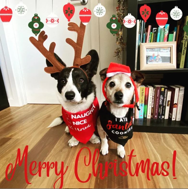 Christmas Dog Bandana I Ate Santa's Cookies Black Bandana All Sizes