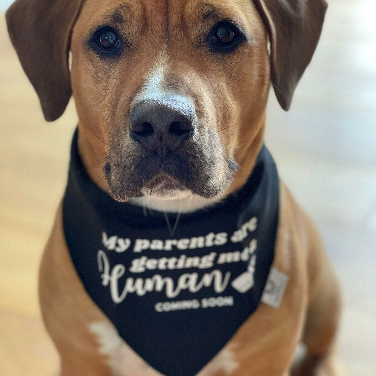 Pregnancy Announcement Dog Bandana - Customisable Due Date - My Parents are Getting me a Human