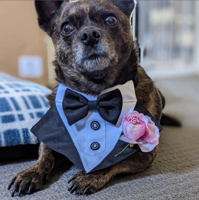 Dog Tuxedo Bandana with Flower Boutonniere - Black
