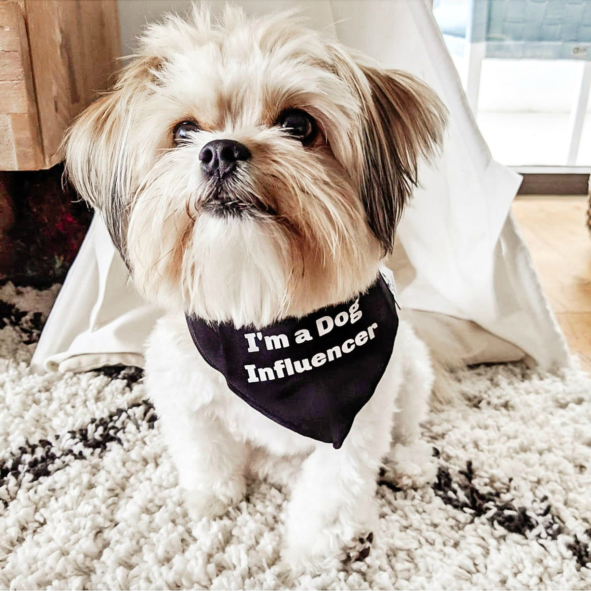 "I'm a Dog Influencer" Black Dog Bandana