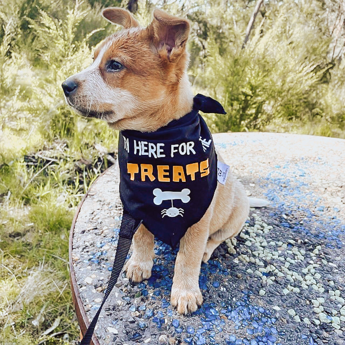 Halloween Dog Bandana - I'm here for the Treats
