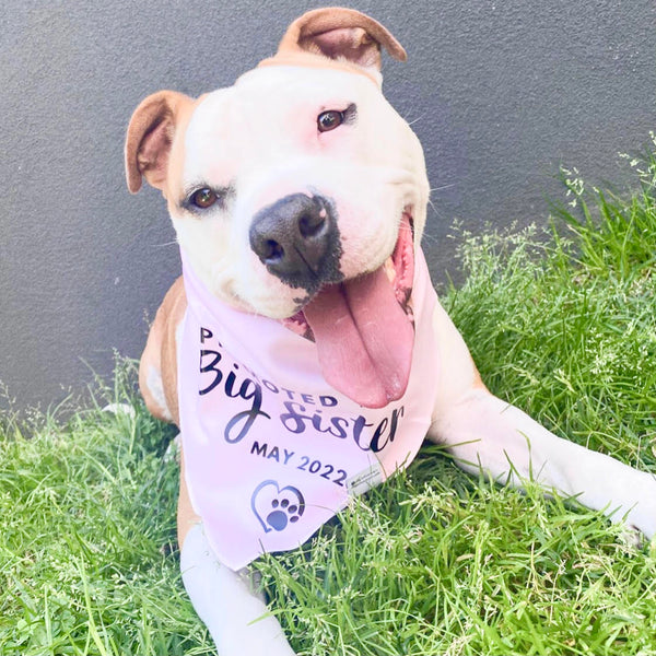 Pregnancy Announcement Dog Bandana - Customisable Due Date - Big Sister